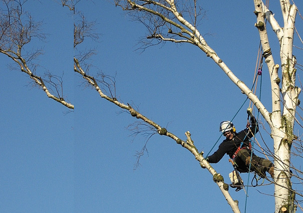 Baumdienst bei der Arbeit