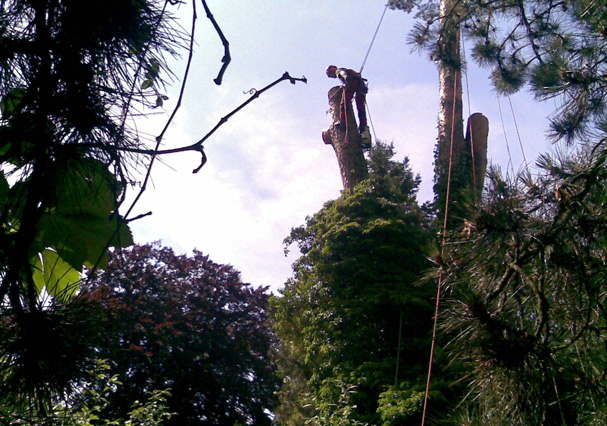 Baumdienst bei der Arbeit