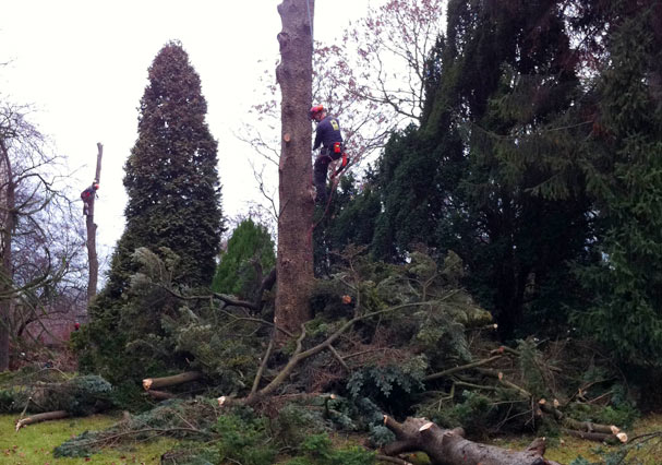 Baumdienst bei der Arbeit