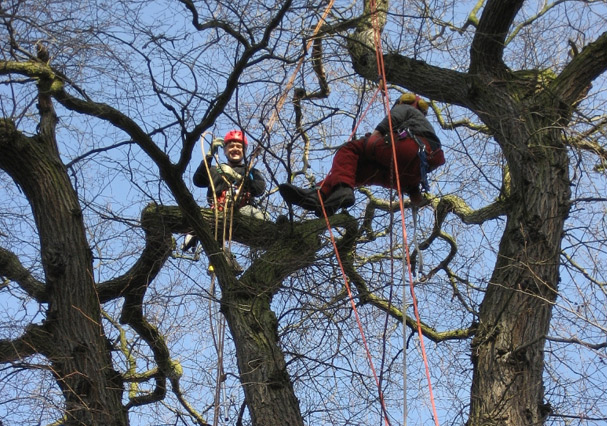 Baumdienst bei der Arbeit