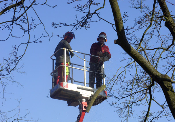 Baumdienst bei der Arbeit