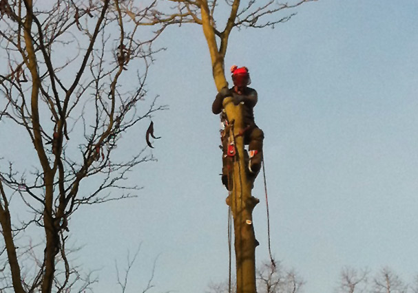 Baumdienst bei der Arbeit