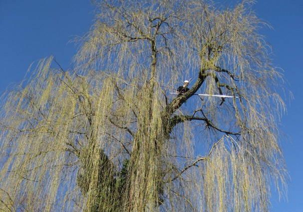 Baumdienst bei der Arbeit