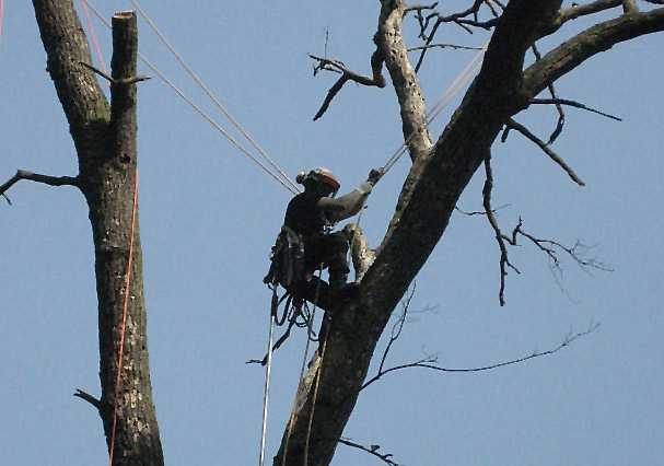 Baumdienst bei der Arbeit